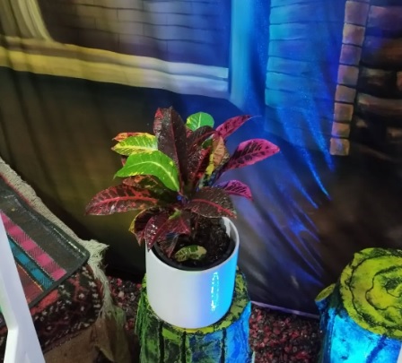 گلسرای همیشه بهار