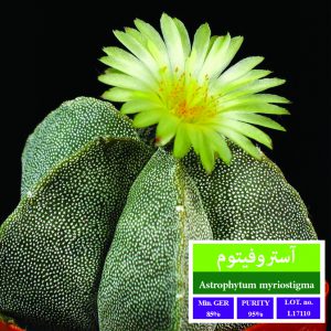 بذر طلایی رویان