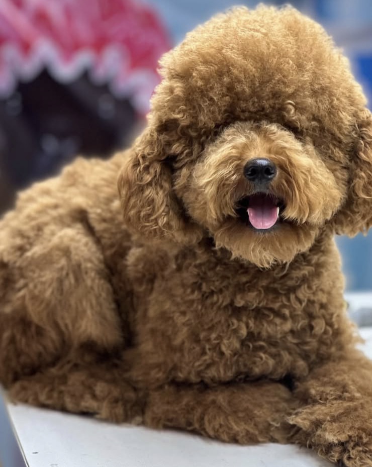 کلینیک  حیوانات و پت شاپ آراد