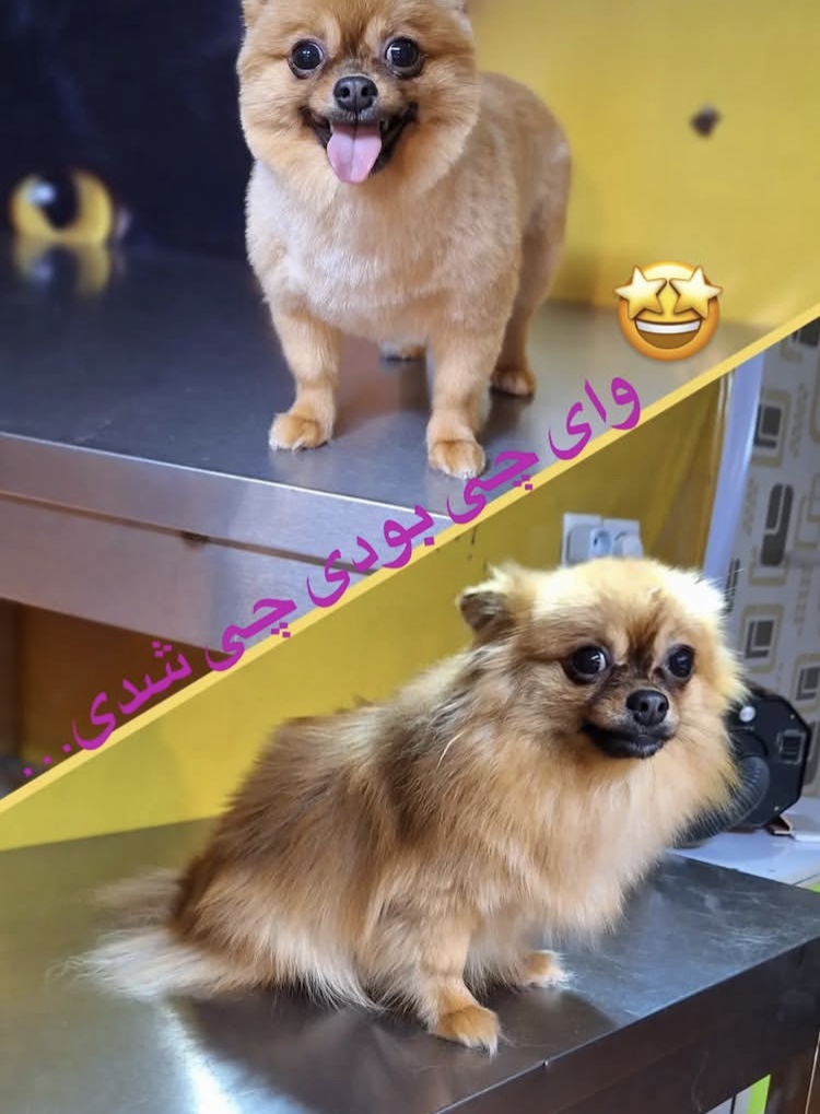 کلینیک  حیوانات و پت شاپ آراد