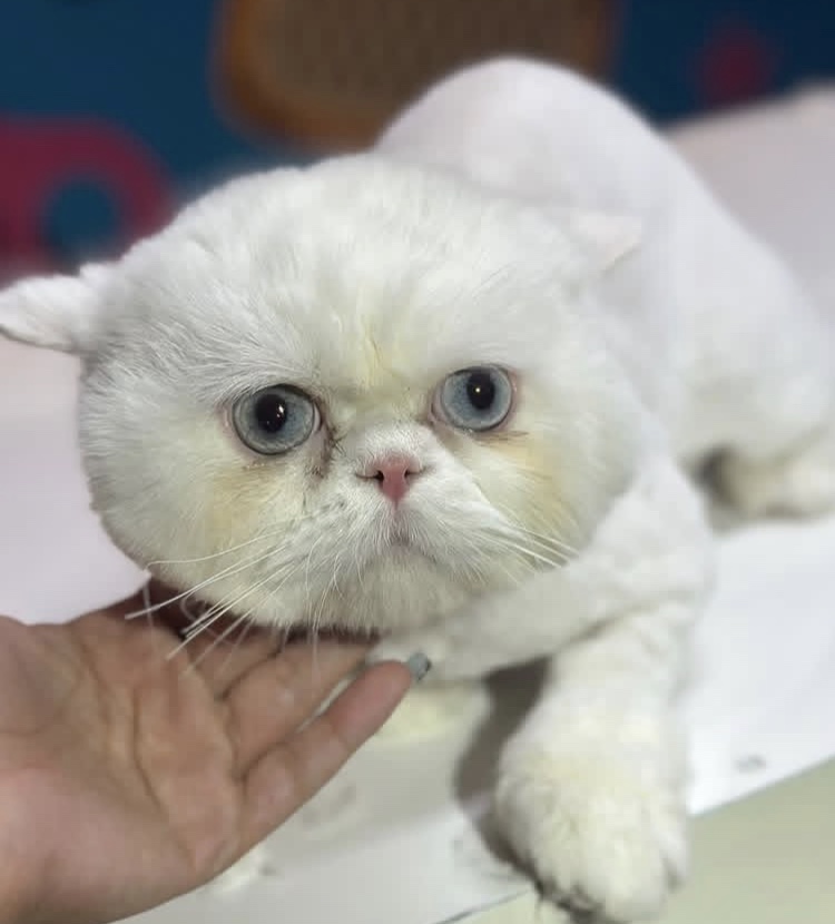 کلینیک  حیوانات و پت شاپ آراد