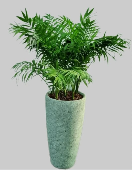 گل و گیاه پرشیا