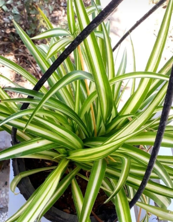 گل سرای وحید