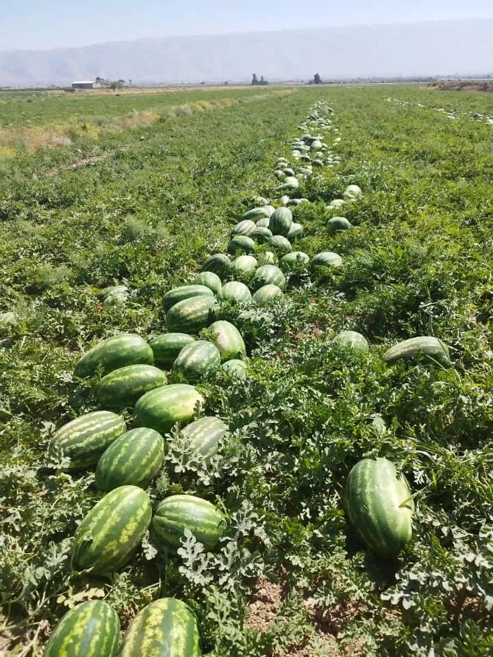 میوه و تره بار هیمن وهابی