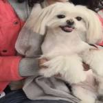 کلینیک  حیوانات و پت شاپ آراد