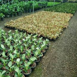 گل و گیاه پرشیا