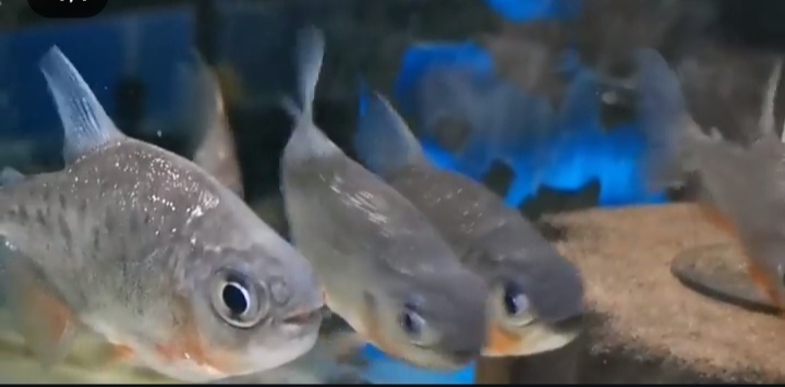 دنیای ماهی و آکواریوم برکه