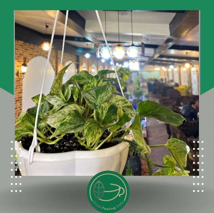 کافه و کافی شاپ حس خوب