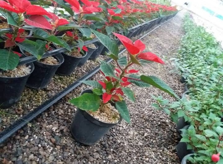 گلخانه دشت بهشت