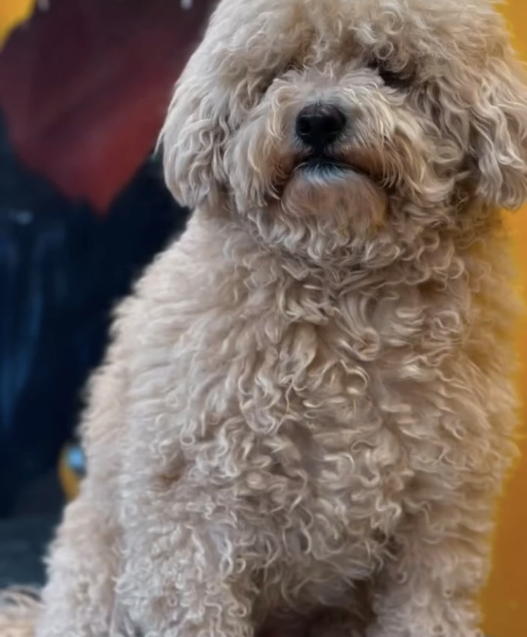 کلینیک  حیوانات و پت شاپ آراد