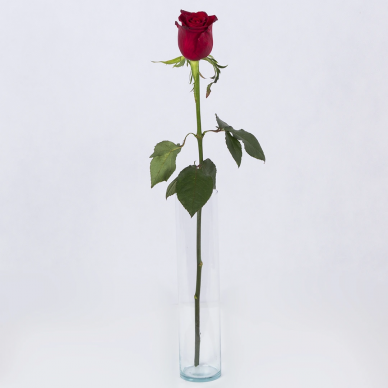 %40 تخفیف شاخه گل رز ایرانی