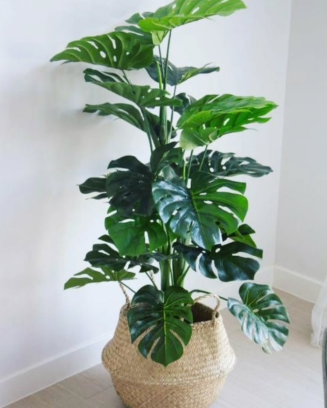 %10 تخفیف تمامی گل و گیاه ها