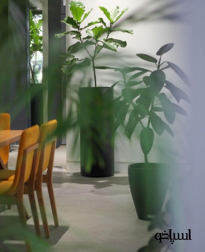 کافه رستوران اسپاخو