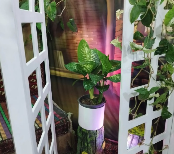 گلسرای همیشه بهار