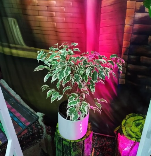 گلسرای همیشه بهار