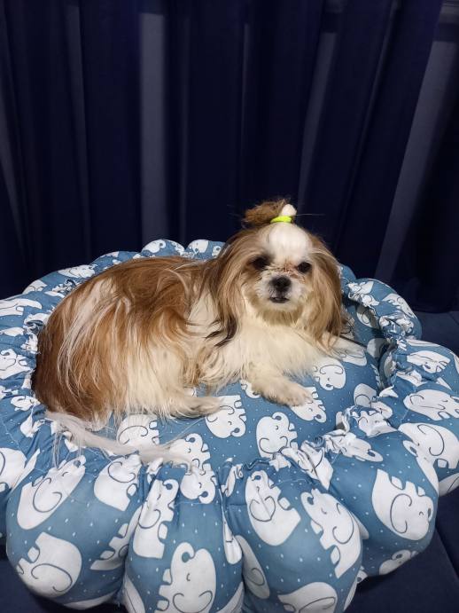 پت شاپ پانتی آرت